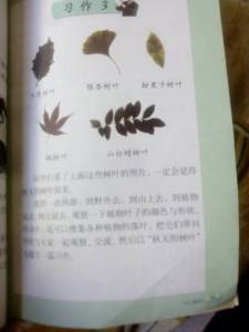 描寫秋天校園的樹葉作文