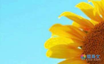 校園里的向日葵作文