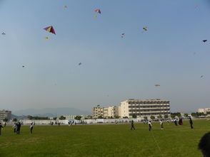 關(guān)于校園組織放風箏的作文