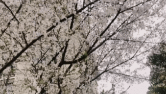 在校園走進(jìn)櫻花的作文