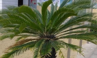 校園的鐵樹寫景作文350字