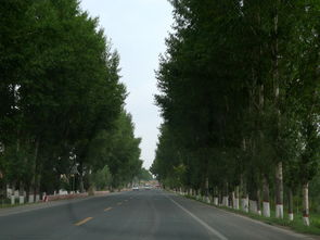 校園里的楊樹的作文