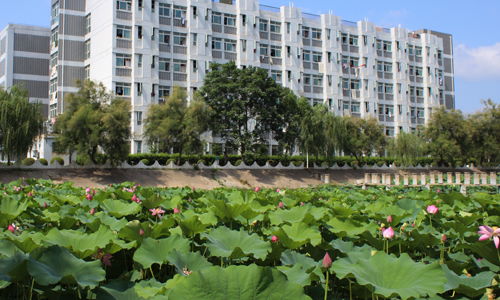 作文,夏天,校園