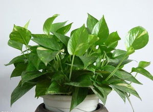 綠蘿土養(yǎng)方法和注意事項