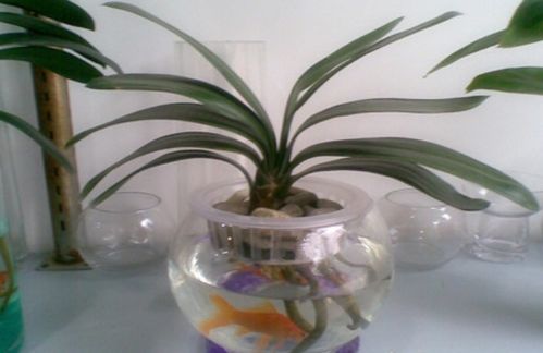 龍竹水培方法和注意事項(xiàng)