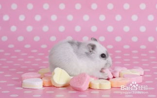 倉(cāng)鼠合養(yǎng)注意事項(xiàng)