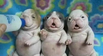 喂養(yǎng),注意事項