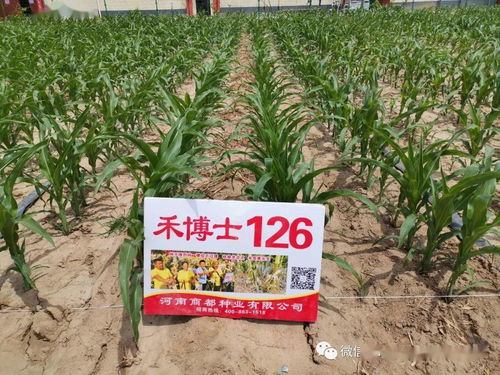 玉米播種方法和注意事項(xiàng),播種的注意事項(xiàng),小麥播種注意事項(xiàng)