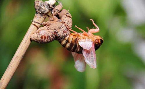 金蟬養(yǎng)殖注意事項