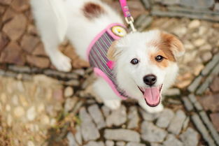 三個(gè)月泰迪幼犬喂養(yǎng)注意事項(xiàng),給幼犬洗澡注意事項(xiàng),泰迪幼犬喂養(yǎng)注意事項(xiàng)