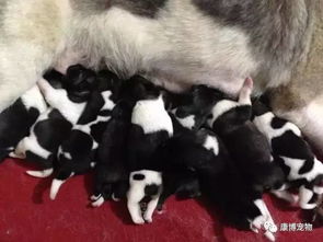 狗狗,注意事項,剛生完