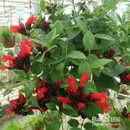 口紅吊蘭的扦插方法和注意事項,吊蘭的扦插方法和注意事項,口紅吊蘭的養(yǎng)殖方法和注意事項