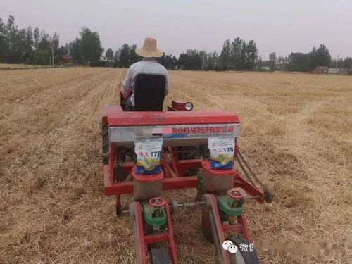 播種,玉米,注意事項(xiàng)