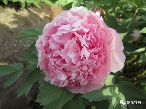 牡丹花期管理注意事項(xiàng)