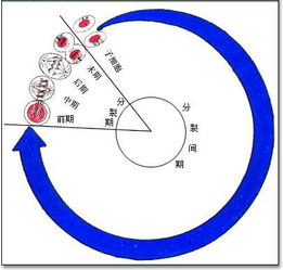 細胞的有絲分裂的實驗注意事項