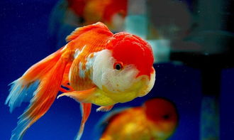 獅子頭,飼養(yǎng),注意事項,家庭