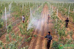 打藥,果樹(shù),注意事項(xiàng)