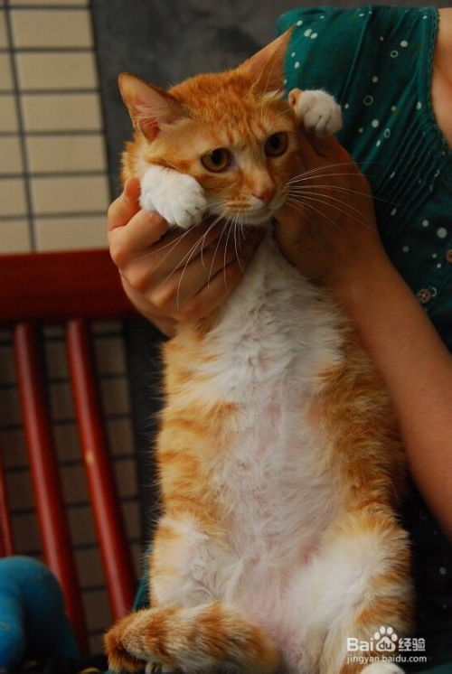 母貓節(jié)育后注意事項(xiàng)