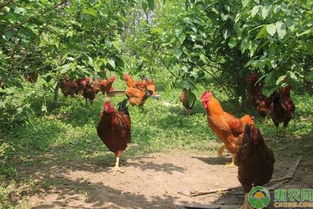 飼養(yǎng),注意事項(xiàng),夏天