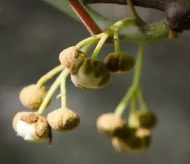 獼猴桃開花前注意事項(xiàng)