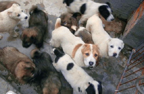 養(yǎng)肉狗注意事項(xiàng)防病,養(yǎng)土肉狗注意事項(xiàng),梅花養(yǎng)殖注意事項(xiàng)