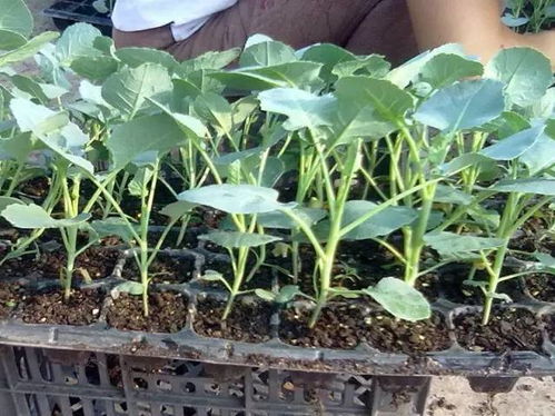 水光后注意事項哪些,水光注射后注意事項,水光針術(shù)后注意事項有哪些