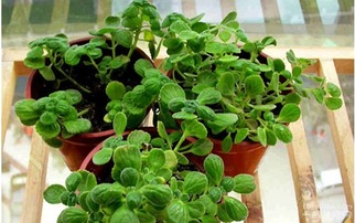 大青的養(yǎng)殖方法和注意事項