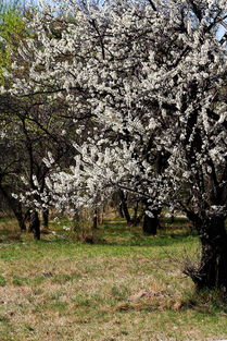 春季移植花樹注意事項