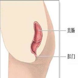 直腸癌化療期間注意事項(xiàng),直腸癌術(shù)后化療注意事項(xiàng),直腸癌放療注意事項(xiàng)