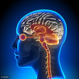 abr聽覺誘發(fā)檢查注意事項(xiàng)