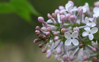 盆栽,丁香花,養(yǎng)殖,注意事項