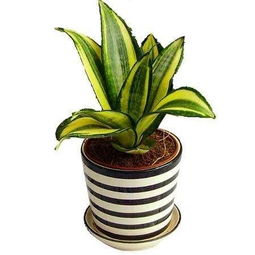 養(yǎng)殖,注意事項(xiàng),方法,虎尾蘭