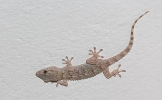 食用蛤蚧的注意事項(xiàng)