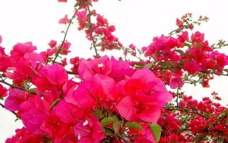 三角梅換盆方法和注意事項,三角梅冬季換盆注意事項,三角梅的養(yǎng)殖方法和注意事項