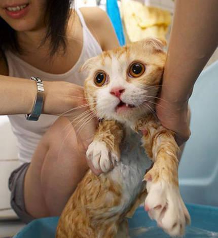 貓咪第一次洗澡注意事項,貓咪冬天洗澡注意事項,貓咪懷孕洗澡注意事項