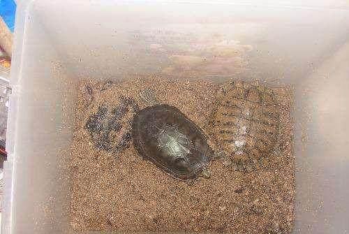 佛鱷冬眠注意事項,佛公佩戴注意事項,陽臺供佛注意事項