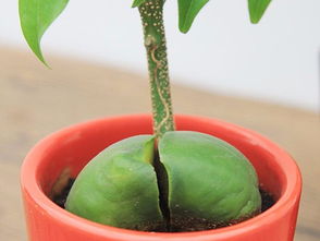 繁殖,注意事項(xiàng),方法,寶樹(shù)