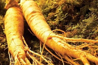 人參食用注意事項(xiàng)