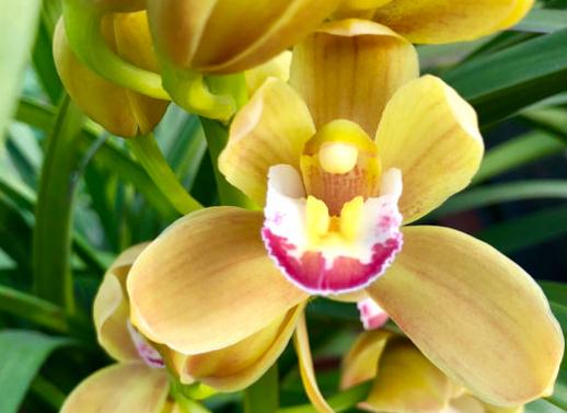 蕙蘭的養(yǎng)殖及注意事項,蕙蘭盆栽注意事項,藍(lán)莓開花后的注意事項