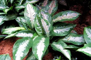 雅麗皇后養(yǎng)殖注意事項(xiàng)