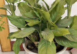 水養(yǎng)萬(wàn)青的養(yǎng)殖方法和注意事項(xiàng)