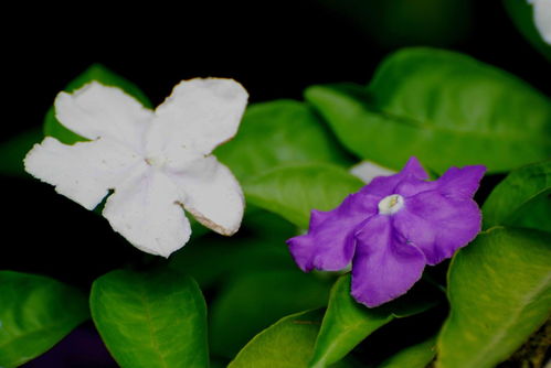 雙色茉莉的養(yǎng)殖方法和注意事項,雙色茉莉的修剪方法和注意事項,雙色茉莉的扦插方法和注意事項