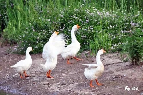 小鵝怎么養(yǎng)跟注意事項(xiàng),冬天小鵝怎么養(yǎng)跟注意事項(xiàng),喂小鵝的注意事項(xiàng)