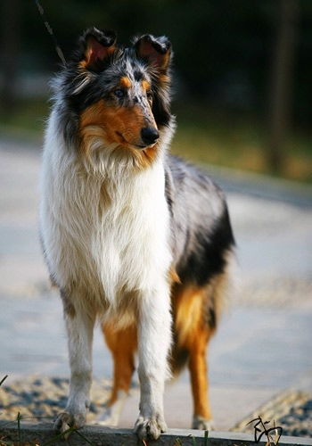 一個月,小狗,注意事項