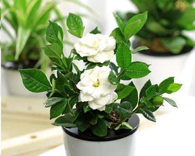 半邊蓮,養(yǎng)殖,注意事項,方法