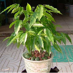 元寶樹(shù)的繁殖方法和注意事項(xiàng)