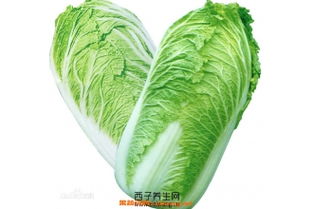 大白菜注意事項(xiàng),大白菜種植注意事項(xiàng),窖藏大白菜的注意事項(xiàng)