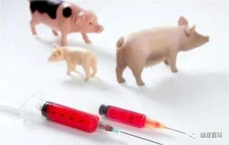 注意事項(xiàng),豬做預(yù)苗