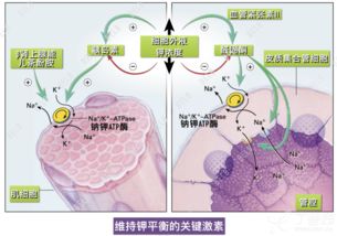 簡述低鉀血癥靜脈補(bǔ)鉀的注意事項(xiàng)