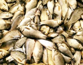 鯽魚(yú),養(yǎng)殖,注意事項(xiàng)